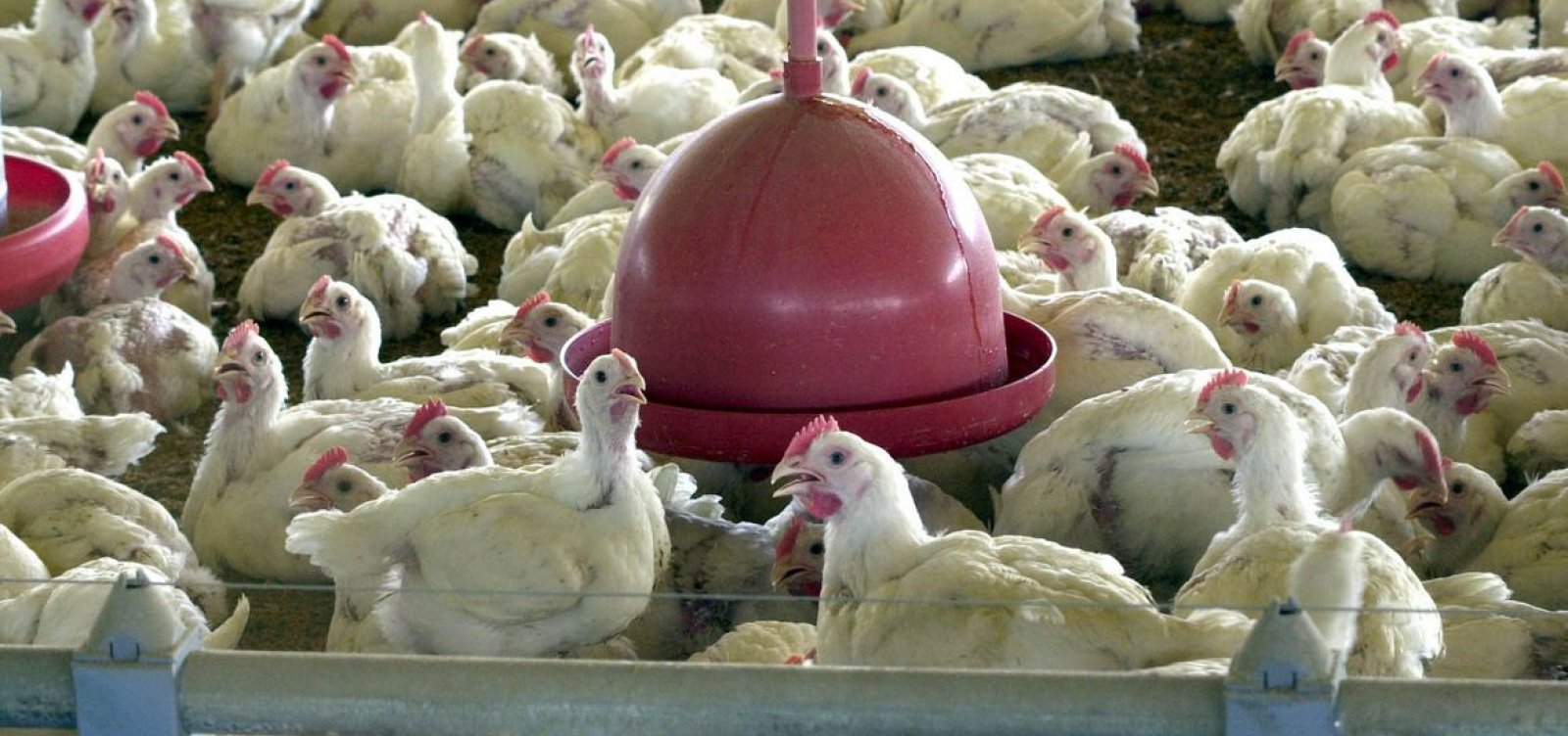 Gripe aviária: Sesab afirma que o risco de contaminação entre humanos é baixo
