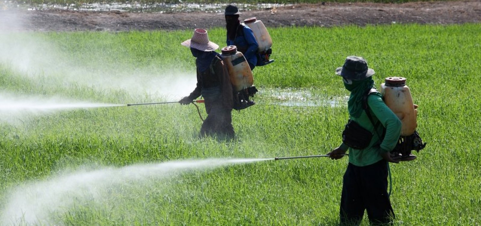 Após 21 anos, "PL do Veneno" retorna com possibilidade de aprovação e gera debate sobre agrotóxicos