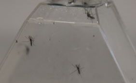 Mosquito transgênico contra Aedes é aprovado em preliminar nos EUA