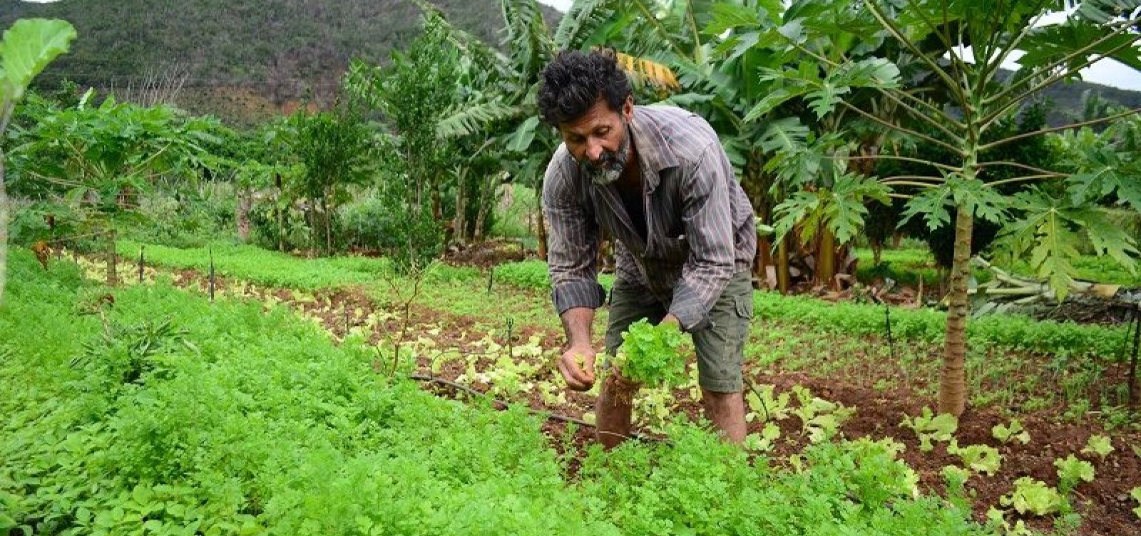 Com nova legisla&ccedil;&atilde;o, agroecologia e produ&ccedil;&atilde;o org&acirc;nica avan&ccedil;am na Bahia