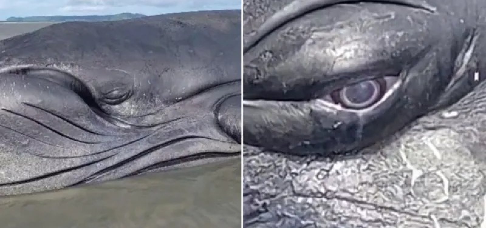 Baleia jubarte encalha novamente em praia de São Francisco do Conde, na Bahia