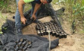 Mais de mil pés de maconha são destruídos pela polícia em Ibicoara