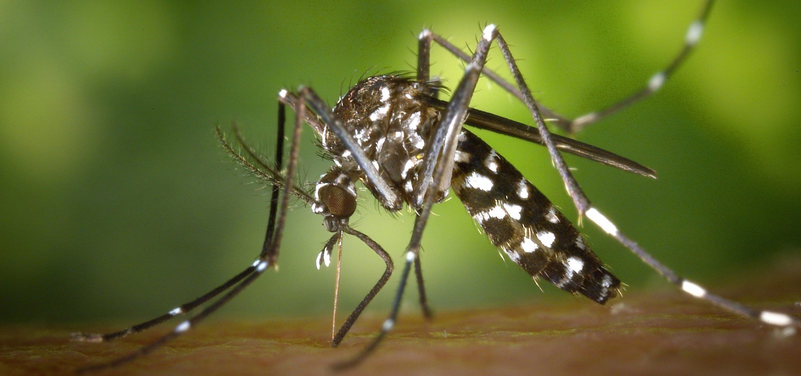 Após explosão de casos de dengue, Feira de Santana decreta estado de emergência