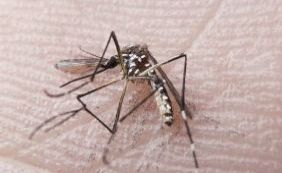 Comissão Europeia investe 10 milhões de euros em estudos sobre Zika