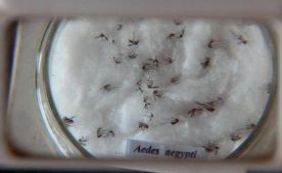 Fundação lança edital de apoio a projetos de pesquisa sobre a Zika