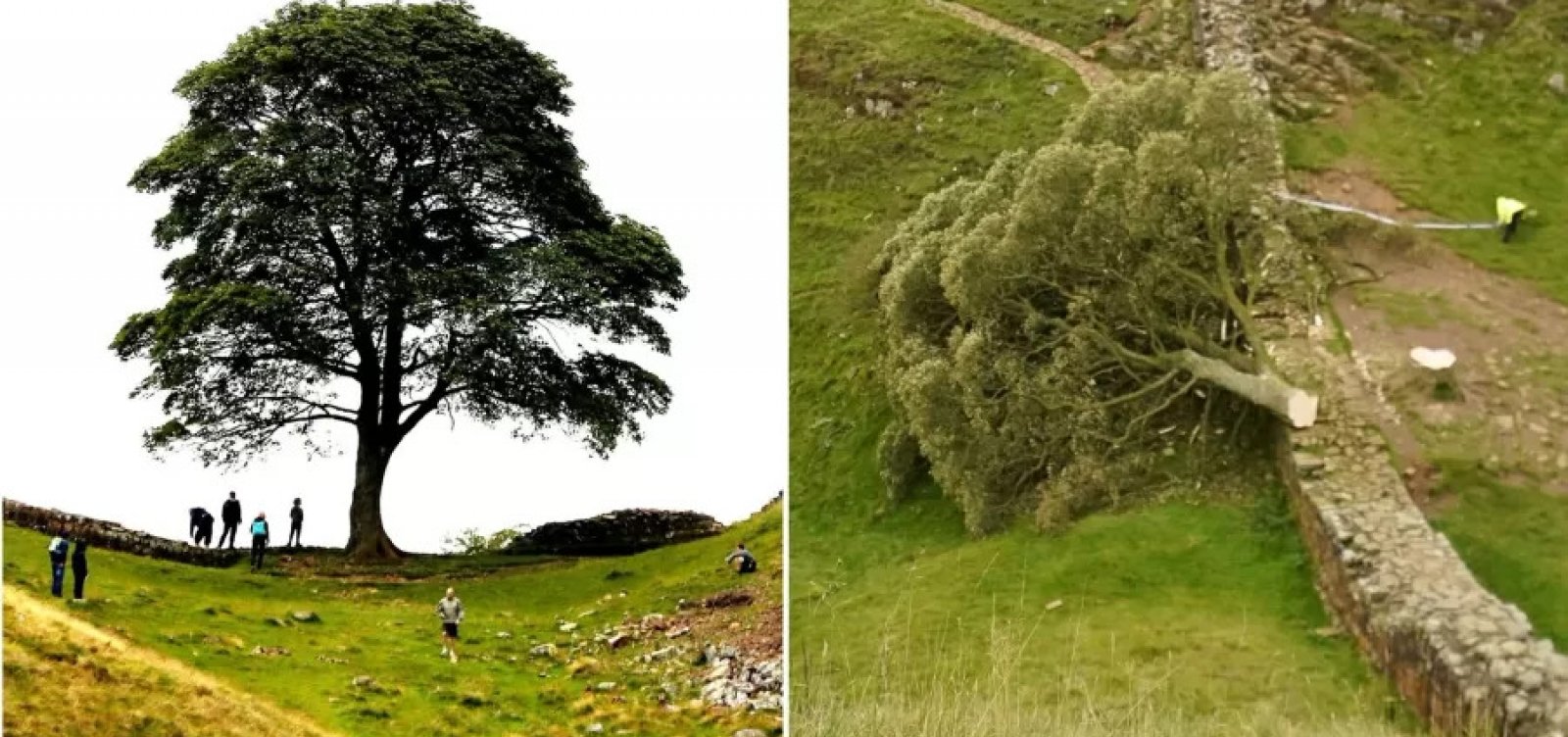 Adolescente é detido após cortar árvore famosa que apareceu no filme Robin Hood