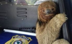 Bicho preguiça é resgatado pela PRF enquanto tentava atravessar BR-116