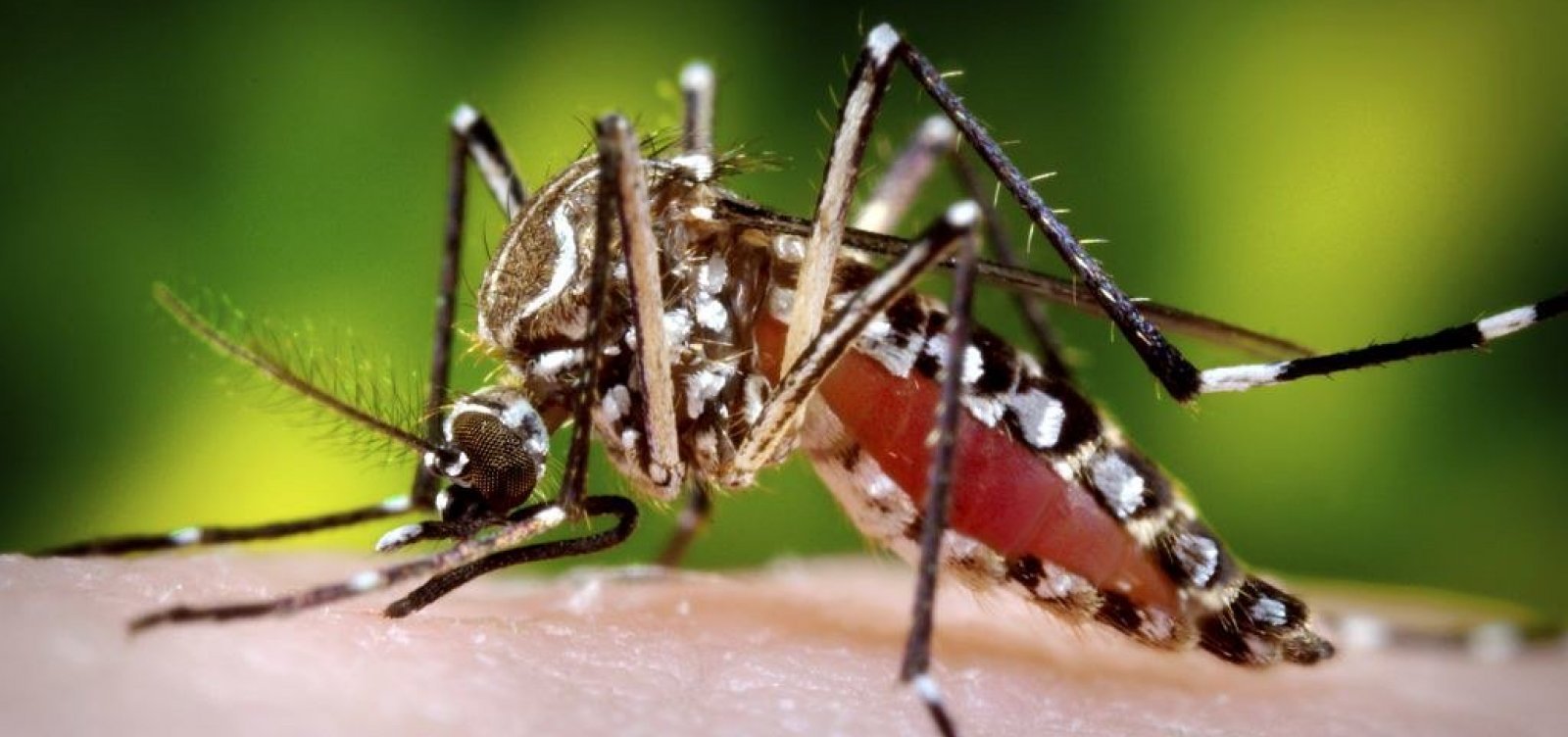 EUA aprovam primeira vacina contra chikungunya
