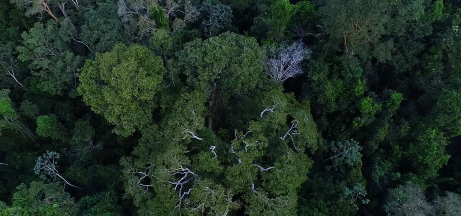 Bacia Amazônica enfrenta a pior seca em quatro décadas