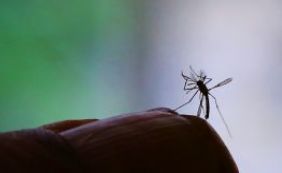 Infectada pelo Zika deve esperar 8 semanas para engravidar, diz EUA