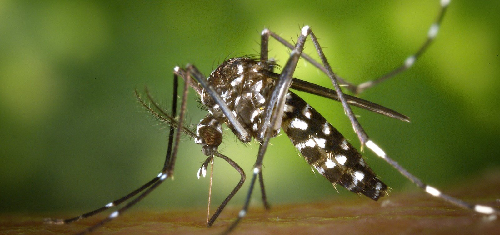 Brasil registra 217 mil casos de dengue em 2024; valor é três vezes maior do que em 2023