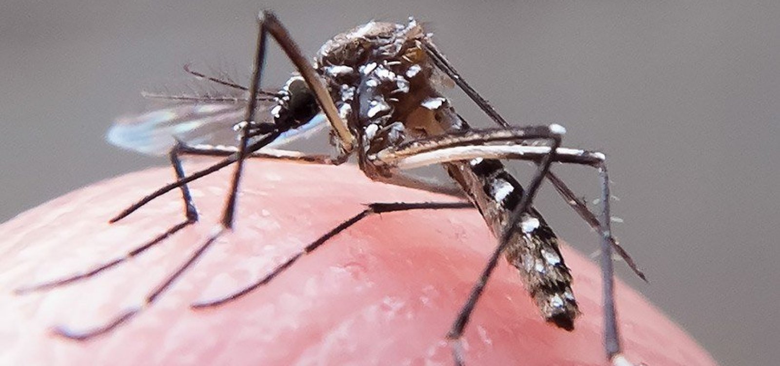 Na contramão de outros estados, Bahia tem queda em 63,2% em casos de dengue