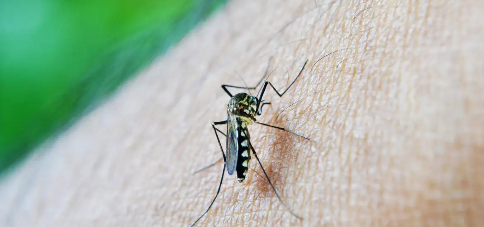 Sesab confirma duas mortes por dengue em cidades da Bahia