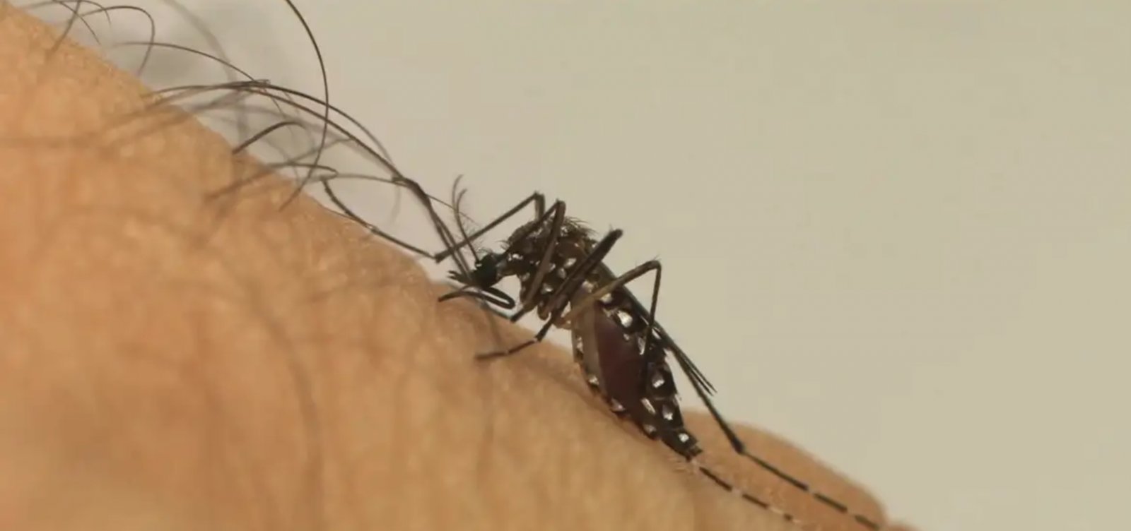 Sesab confirma sétima morte por dengue na Bahia
