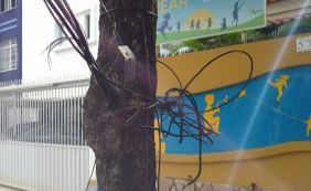 Coelba culpa empresa de telecomunicação por fiação exposta próxima a escola