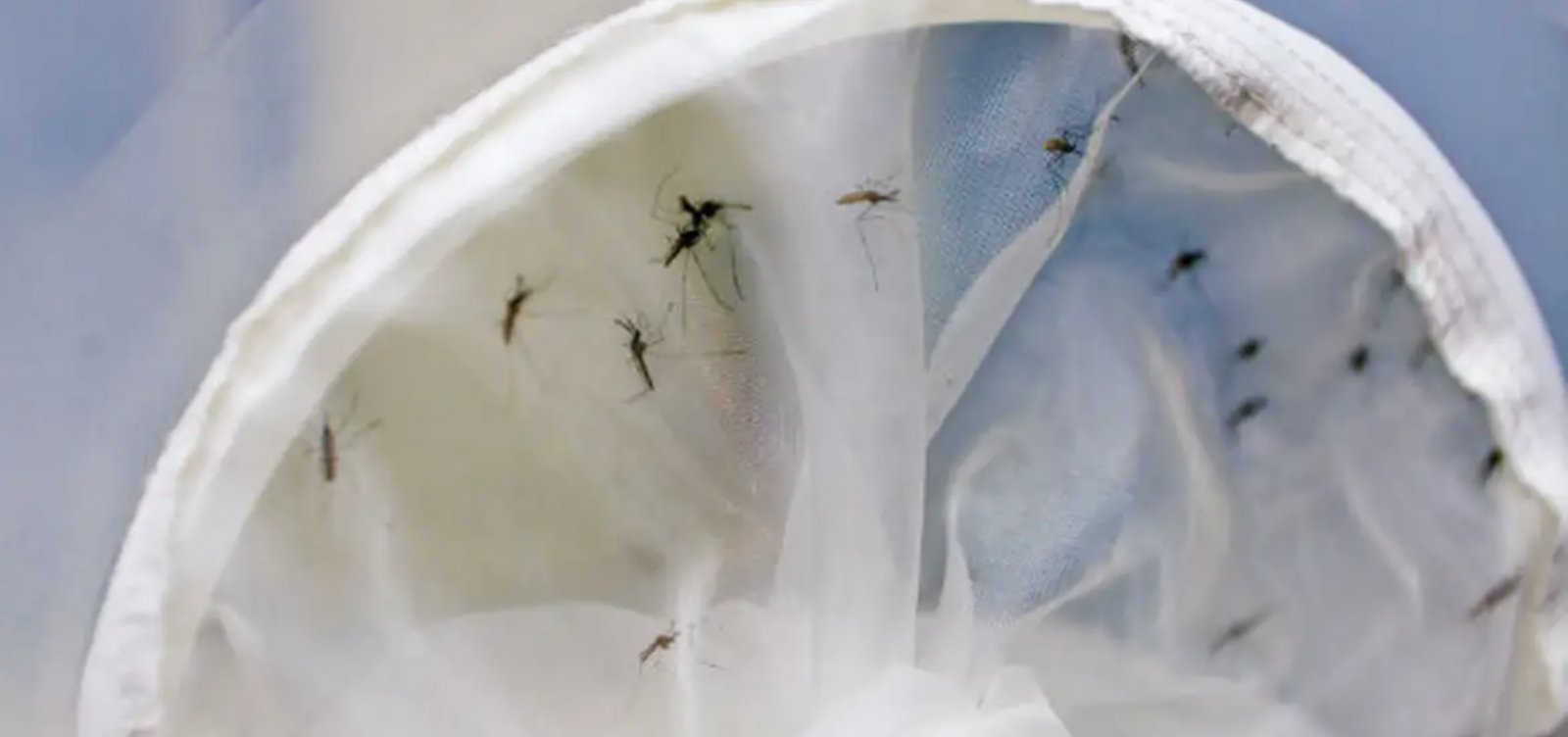 Brasil registra um aumento significativo nos casos de dengue nos primeiros três meses de 2024