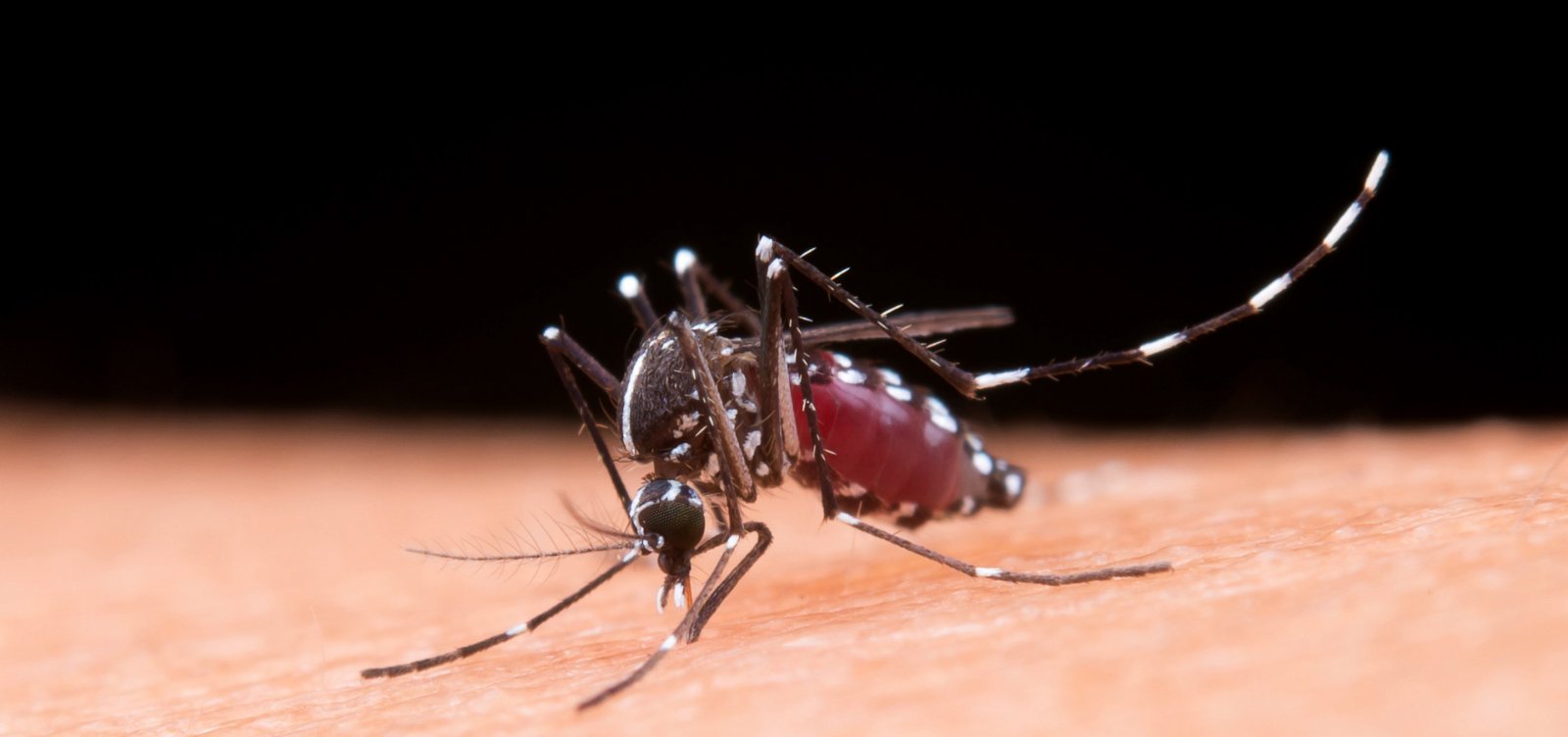 Pesquisadores brasileiros criam armadilha à base de fungo para combater mosquito da dengue