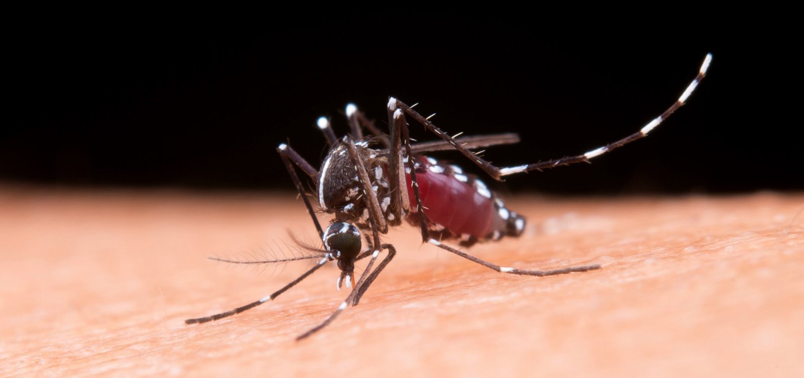Opas faz alerta para casos de dengue nas Américas: "pode ser o pior da história"