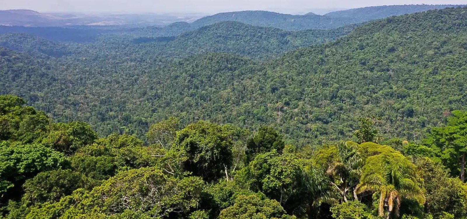 Brasil reduz em 36% a perda de florestas em 2023, aponta levantamento