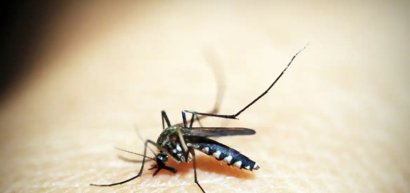 Brasil registra mais 1.116 mortes por dengue de 1º de janeiro a 8 de abril de 2024
