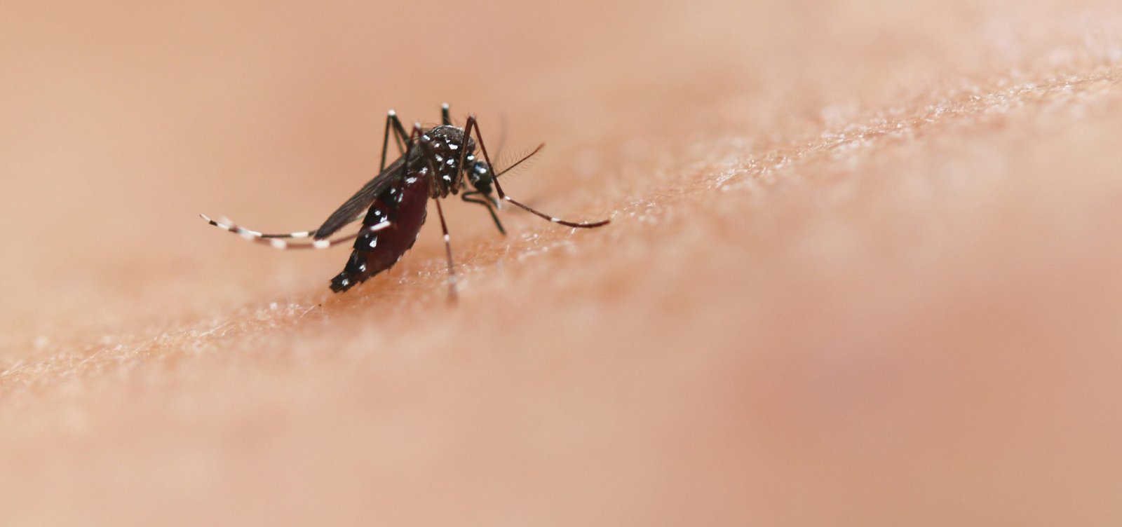 Região sudoeste da Bahia concentra 65% dos óbitos por dengue no estado