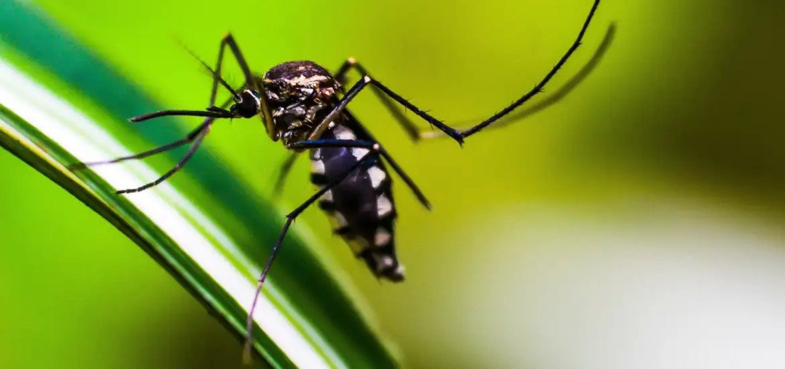 Número de casos de dengue cresce 667% em relação ao ano passado na Bahia