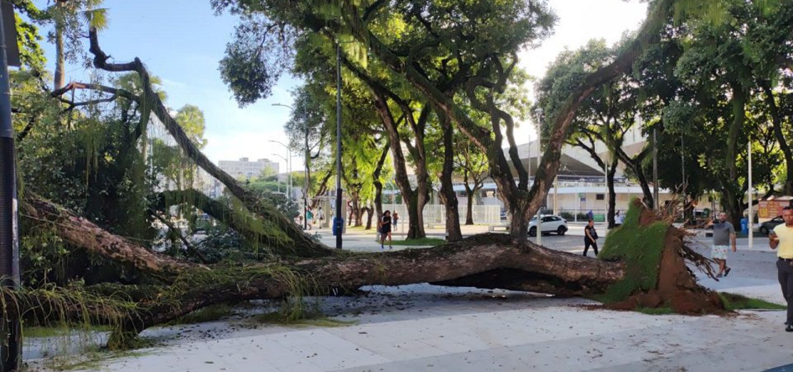 Árvore cai e derruba poste no Largo do Campo Grande