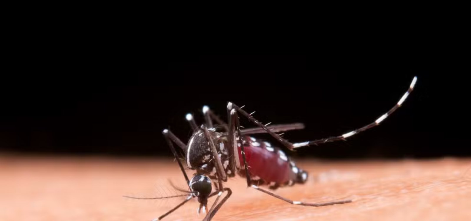 Brasil atinge 1,6 mil mortes confirmadas por dengue; Bahia tem 54 cidades com faixa etária de vacinação ampliada