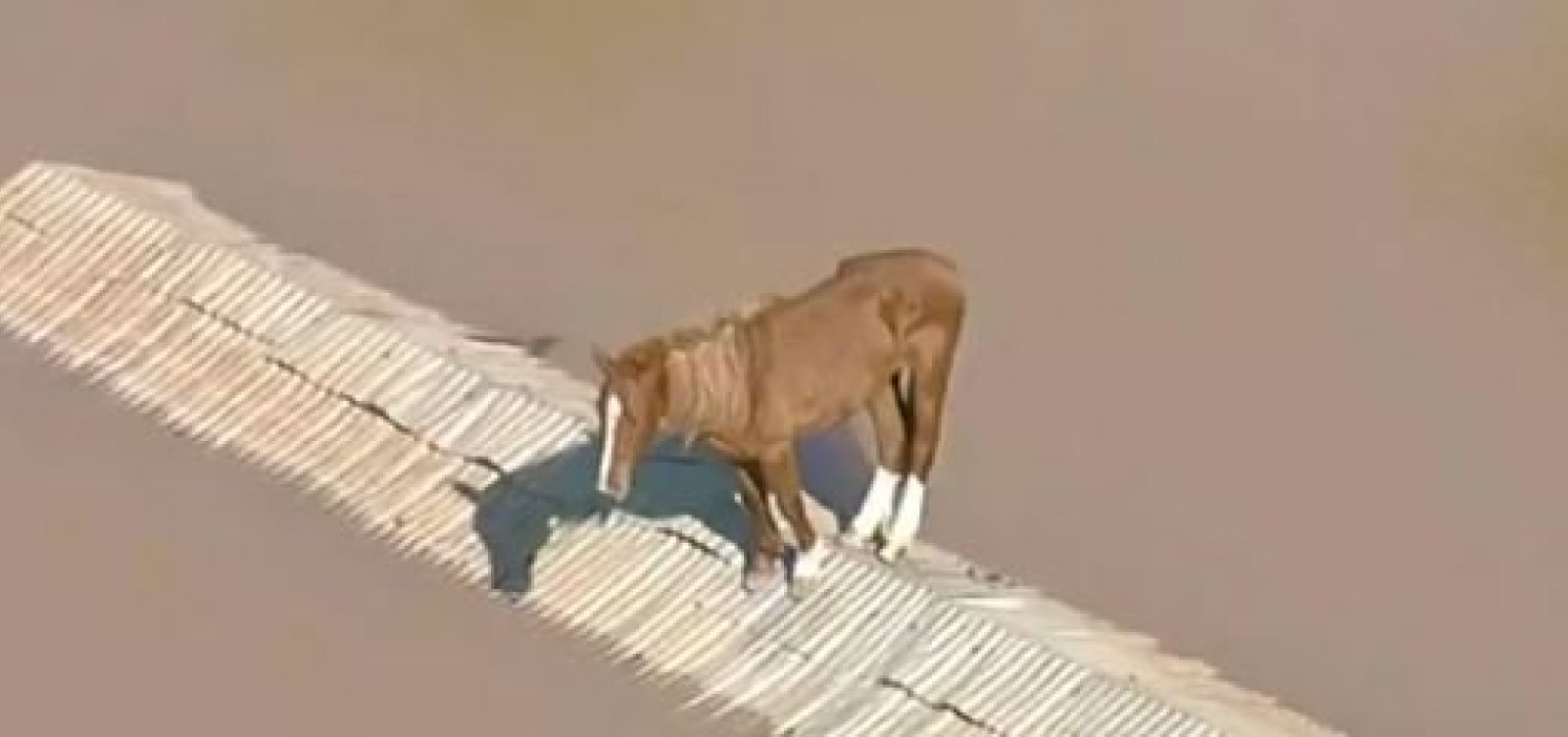 Cavalo fica  ilhado em cima de telhado no RS; quase 6.000 animais já foram resgatados no estado 