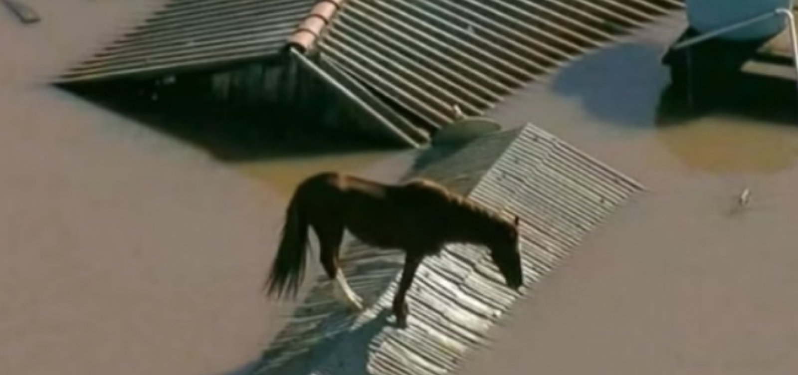 Exército é acionado para resgatar cavalo ilhado em telhado no RS