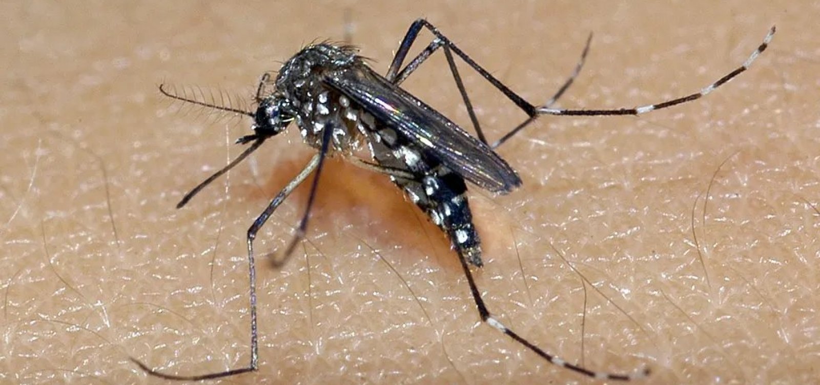 Número de mortes por dengue na Bahia sobe para 64