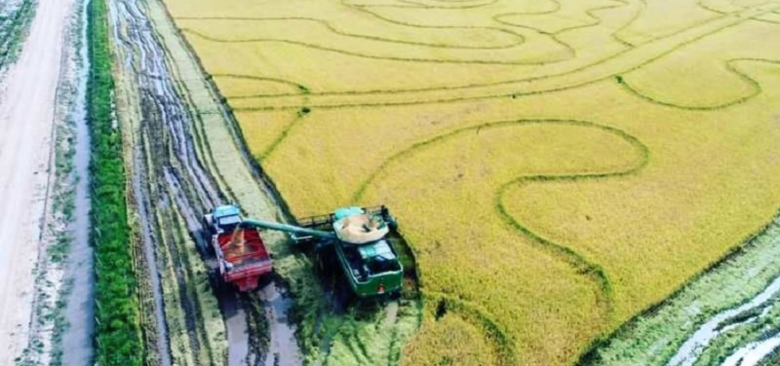 Governo federal publica MP que permite importação de até 1 milhão de toneladas de arroz para o RS 