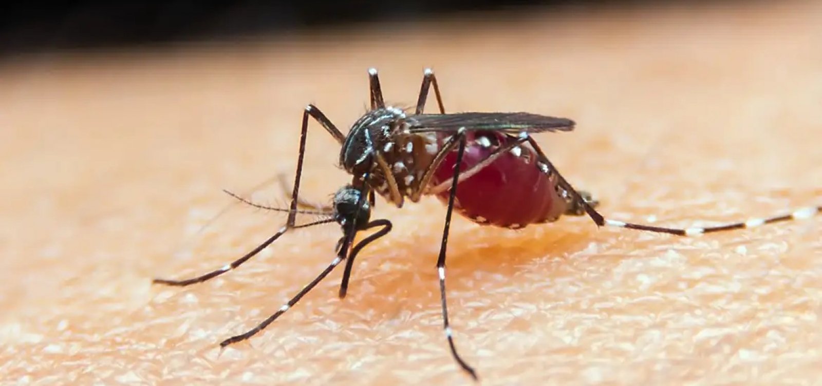 Bahia registra morte por malária após seis anos sem notificação 
