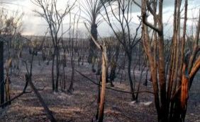 Incêndio destrói área de vegetação em distrito de Santa Cruz Cabrália
