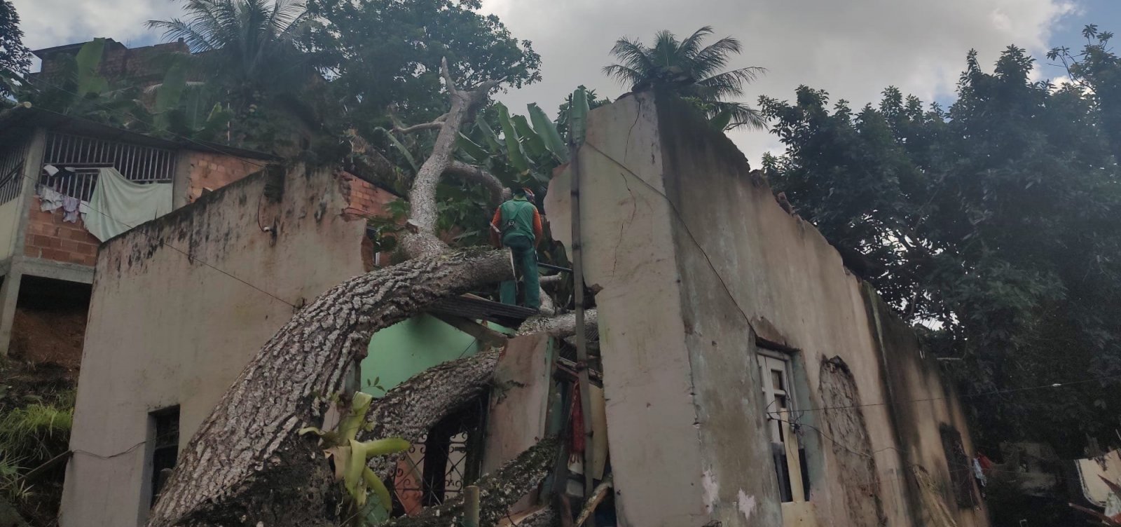 Árvore cai em cima de casa na Palestina, em Salvador; moradora sai sem ferimentos graves 