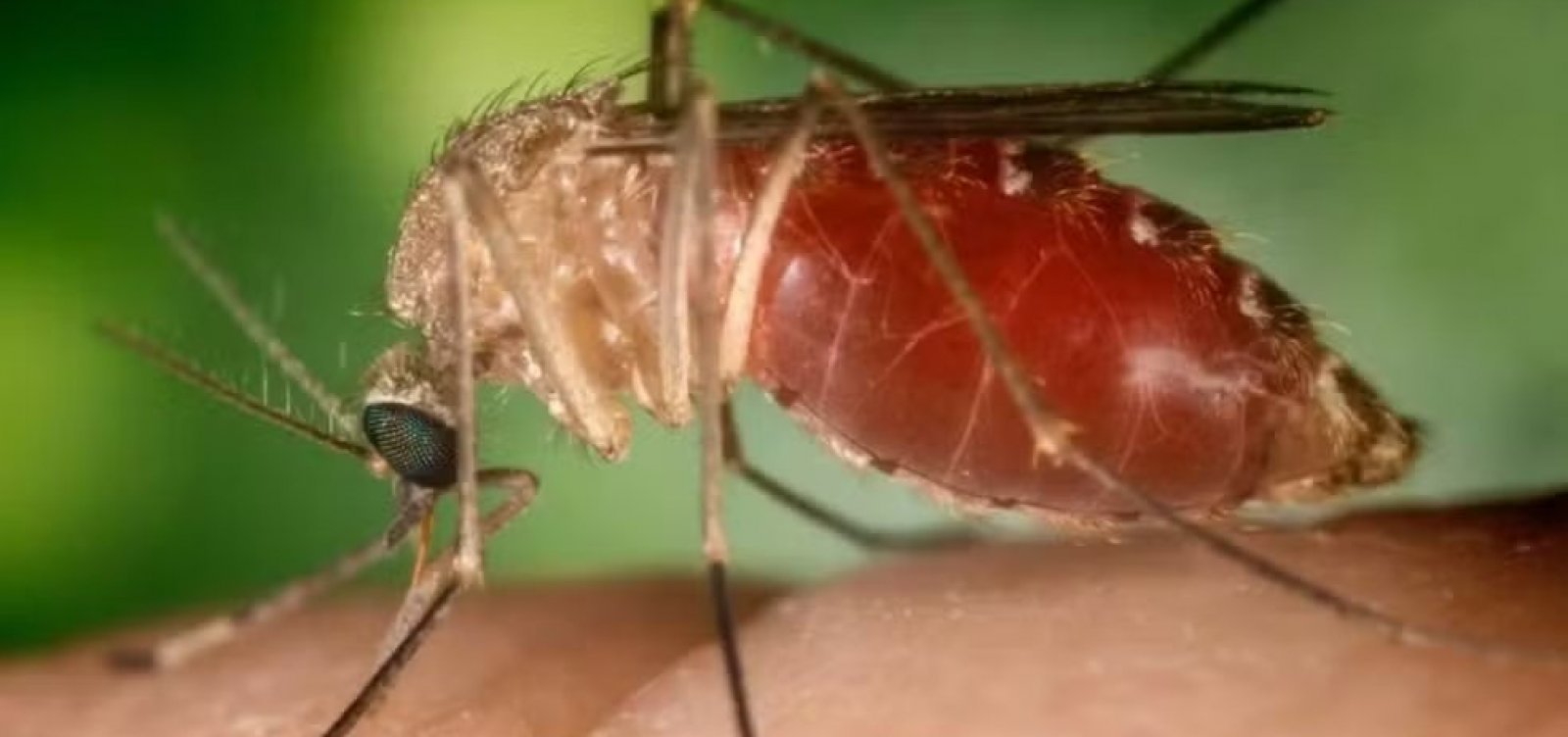 Sobe para 628 n&uacute;mero de casos da Febre Oropouche na Bahia