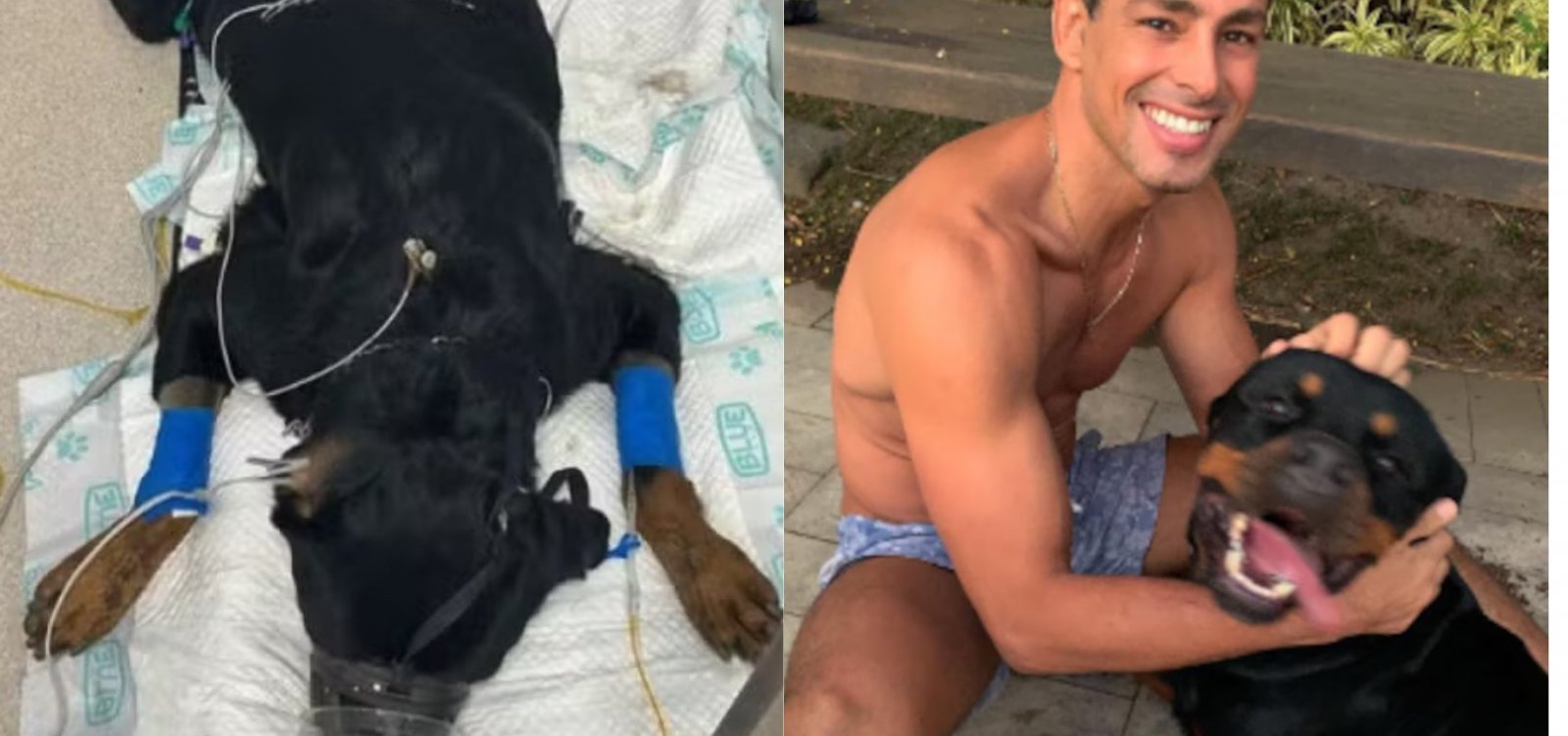 Polícia Civil investiga envenenamento de cerca de 40 cães no Rio de Janeiro