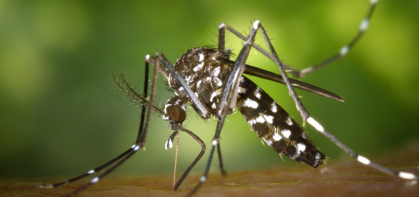Criança de 4 anos morre por dengue em município da Bahia; estado contabiliza 84 mortes pela doença 