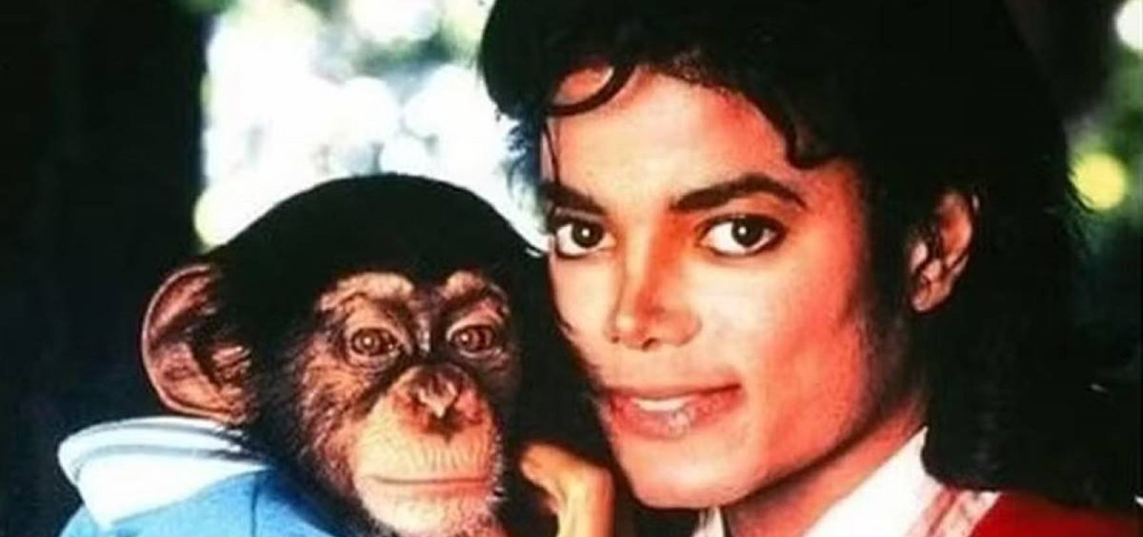 Bubbles, o famoso macaco de Michael Jackson, recebeu R$10,9 milhões de herança do cantor