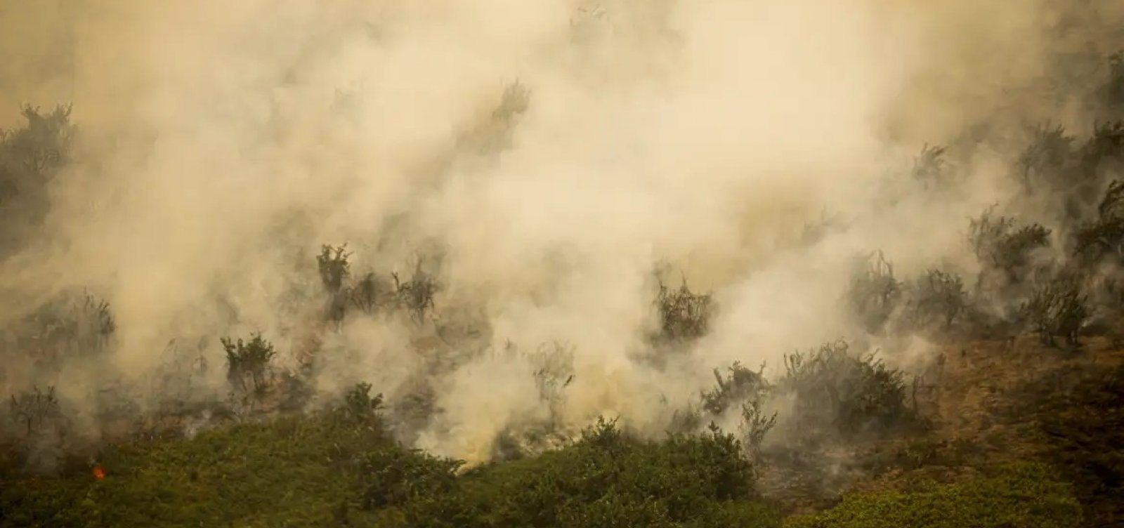 Área queimada no Pantanal em junho é a maior registrada este ano