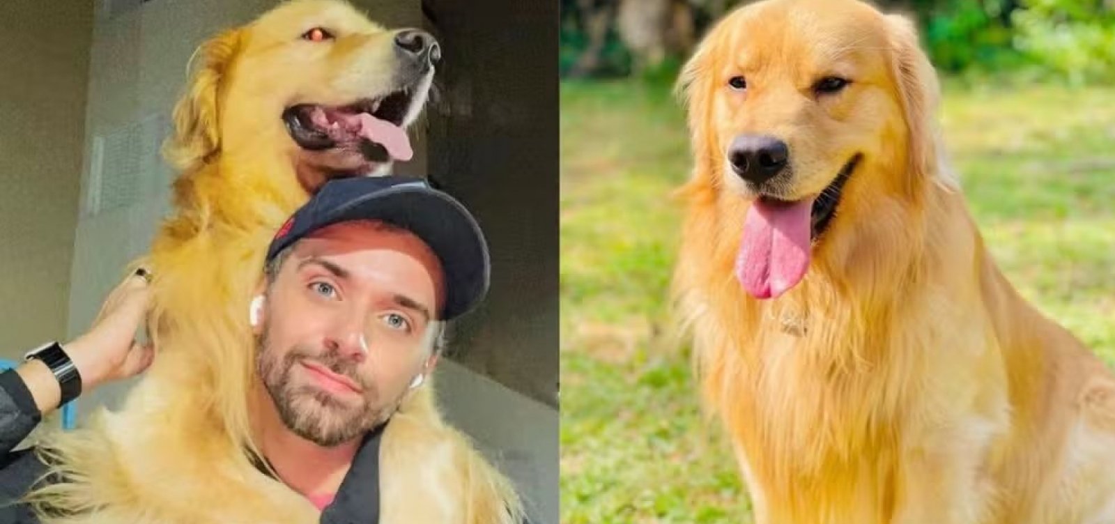 Cão Joca morreu em voo da Gol por choque cardiogênico, diz laudo