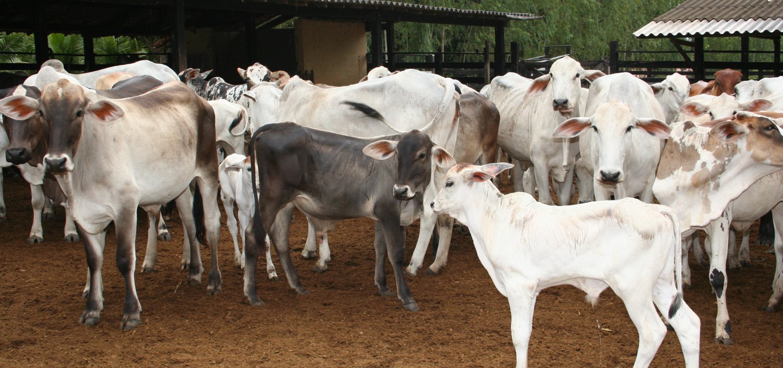 Receita Federal deflagra operação que apura sonegação de quase R$ 1 bilhão em compra e venda de gado