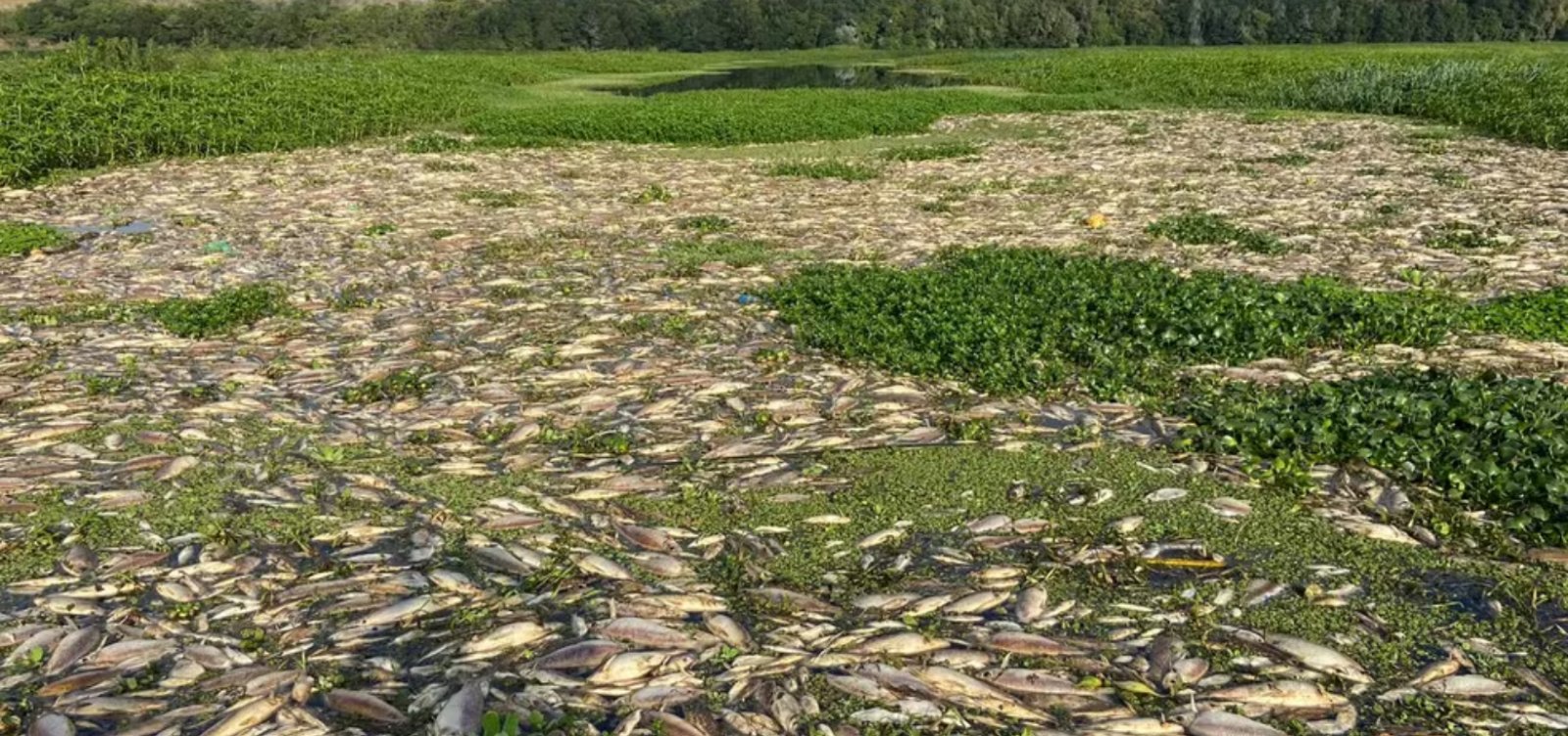 Usina de açúcar e álcool é acusada de despejar resíduos no Rio Piracicaba