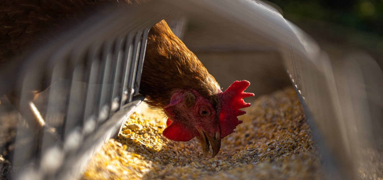 Após caso de doença de Newcastle no RS, Brasil suspende exportação de carne de aves para 44 países