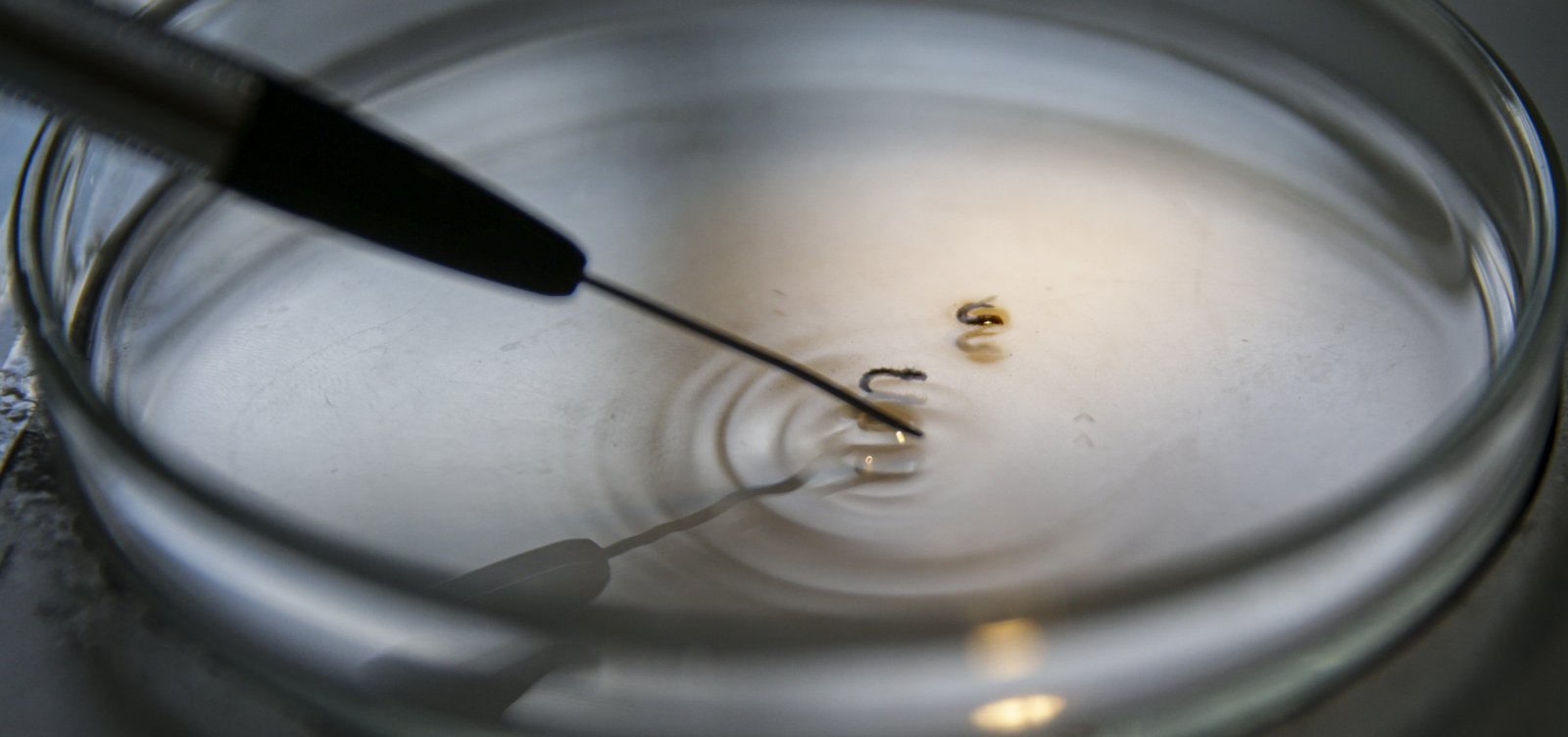 Bahia atinge marca de 121 morte por dengue em 2024