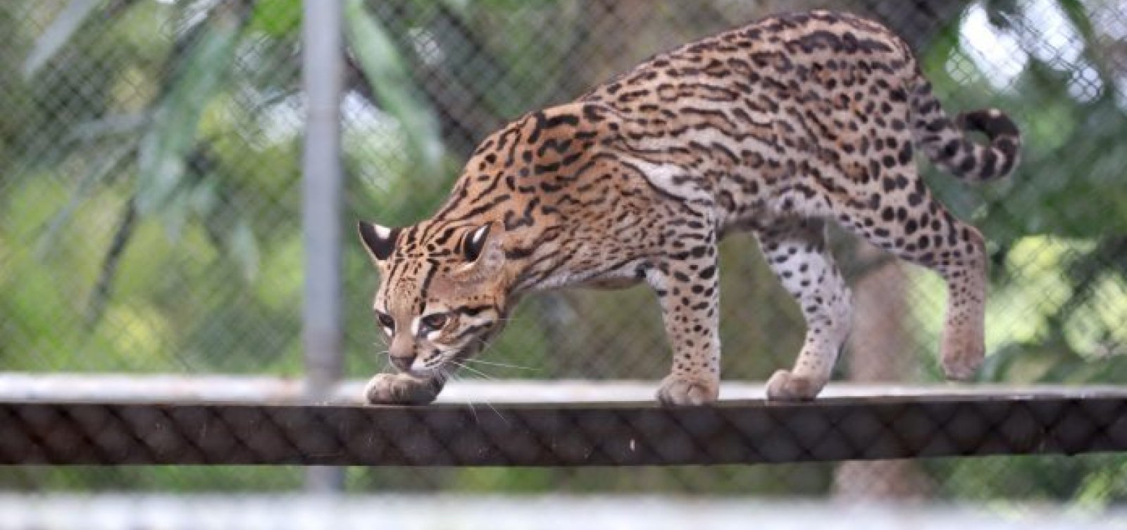 Mais de 3 mil animais silvestres são resgatados pelo Cetas neste ano na Bahia