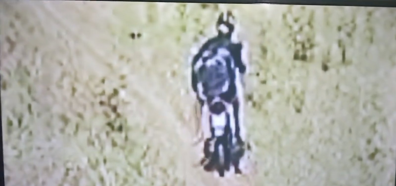 Câmera de segurança flagra motoqueiro ateando fogo em vegetação no interior de São Paulo