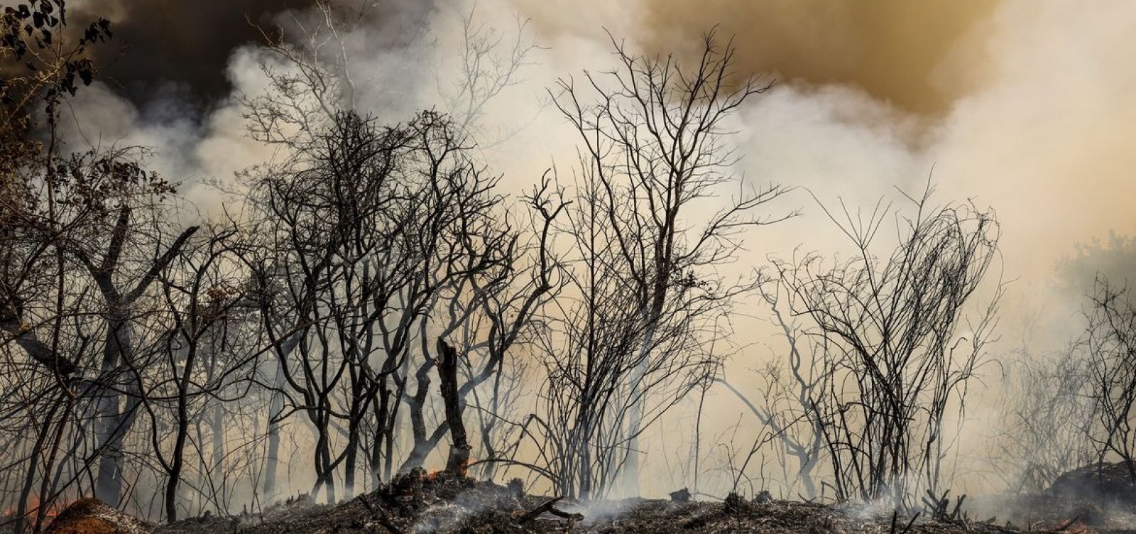 ICMBio suspeita de incêndio criminoso na Floresta Nacional de Brasília