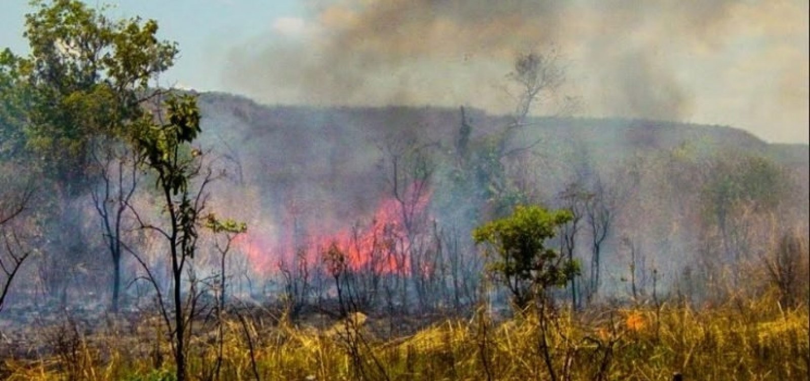 Incêndios devastam 88 milhões de hectares no Cerrado em 39 anos, diz relatório