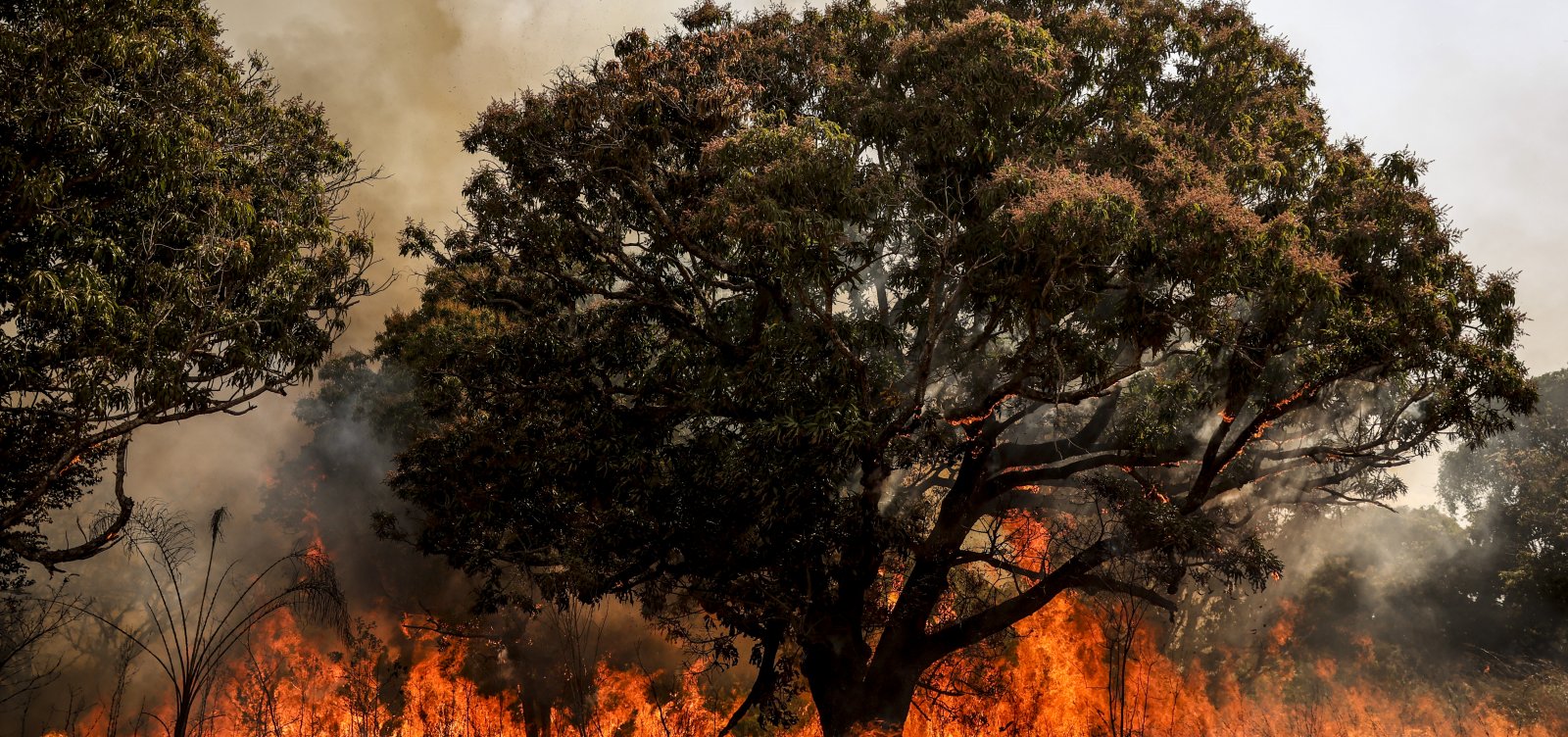 Brasil teve mais de 11 mil hectares destruídos por incêndios em 2024 